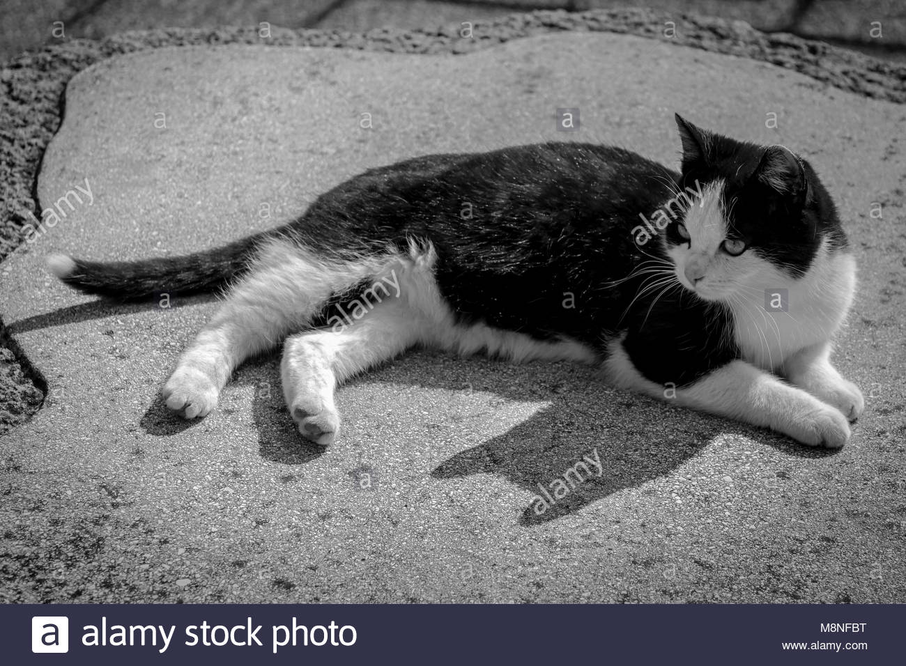 Cute black and white spotted kitten in garden monochrome image
