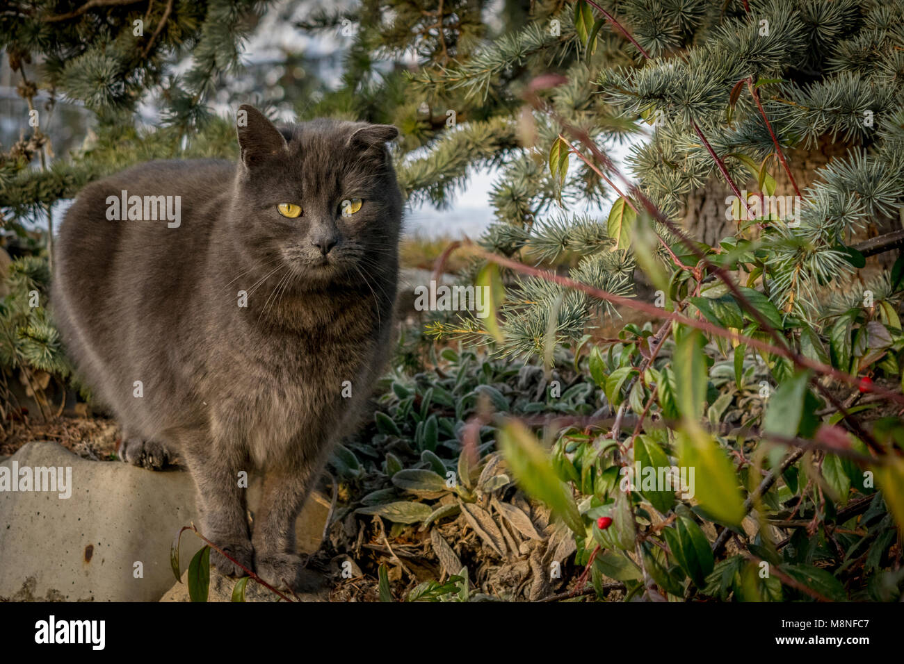Grey cat in the garden. Yellow eyed grey kitten in the garden beside plants and pine tree Stock