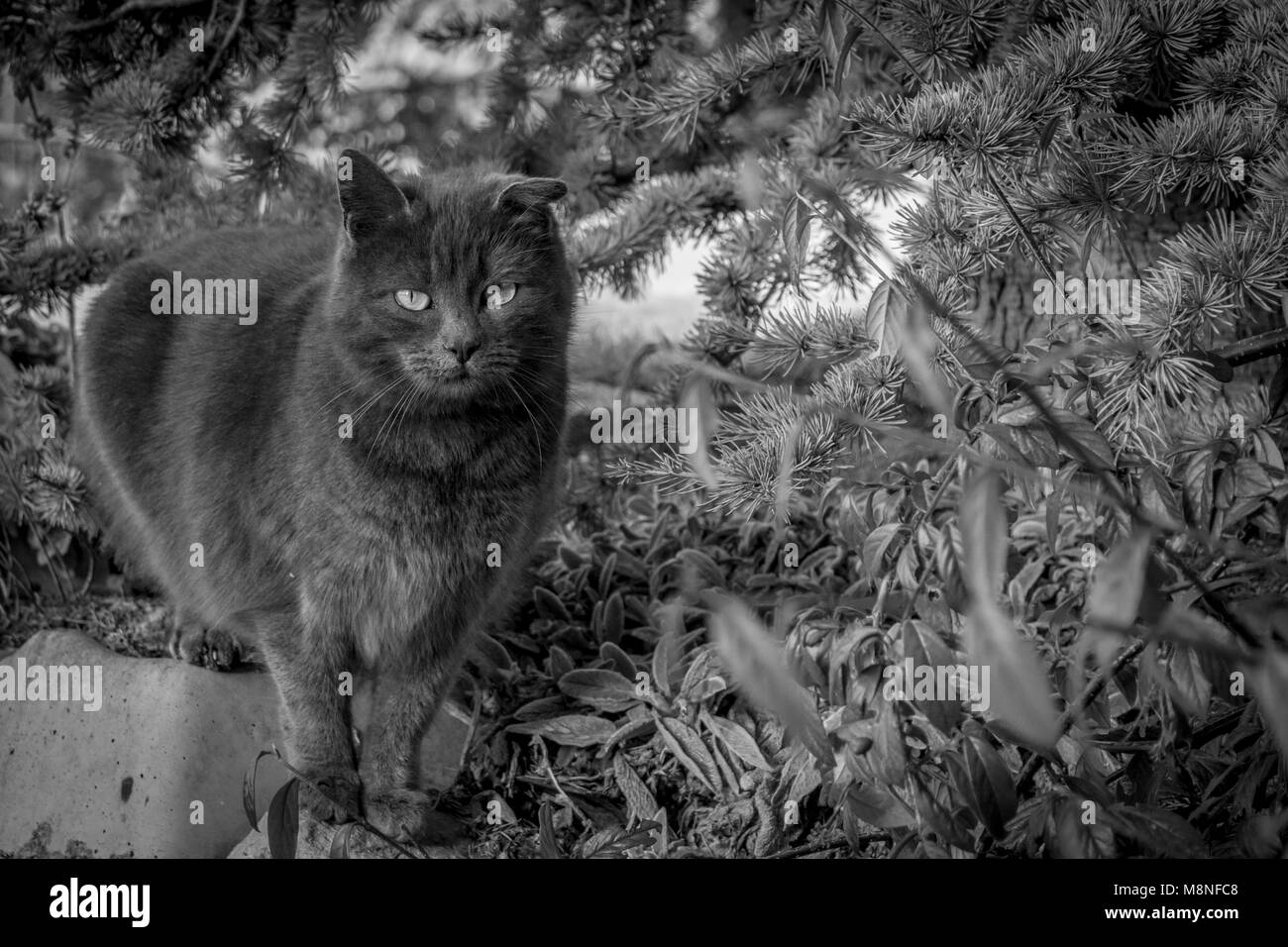 Grey cat in the garden, black and white image. Grey kitten in the garden beside plants and pine tree. Stock Photo