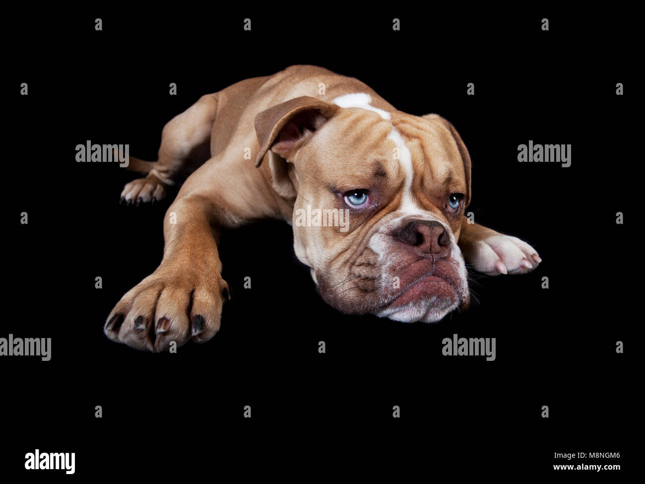 a young english bulldog lying and tired, dark background Stock Photo