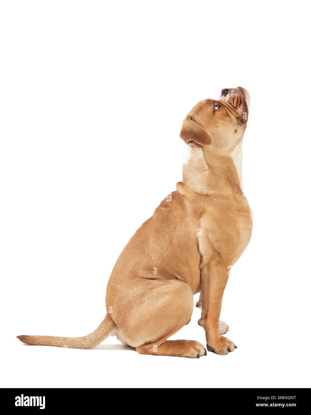 a young english bulldog from the side, white background Stock Photo