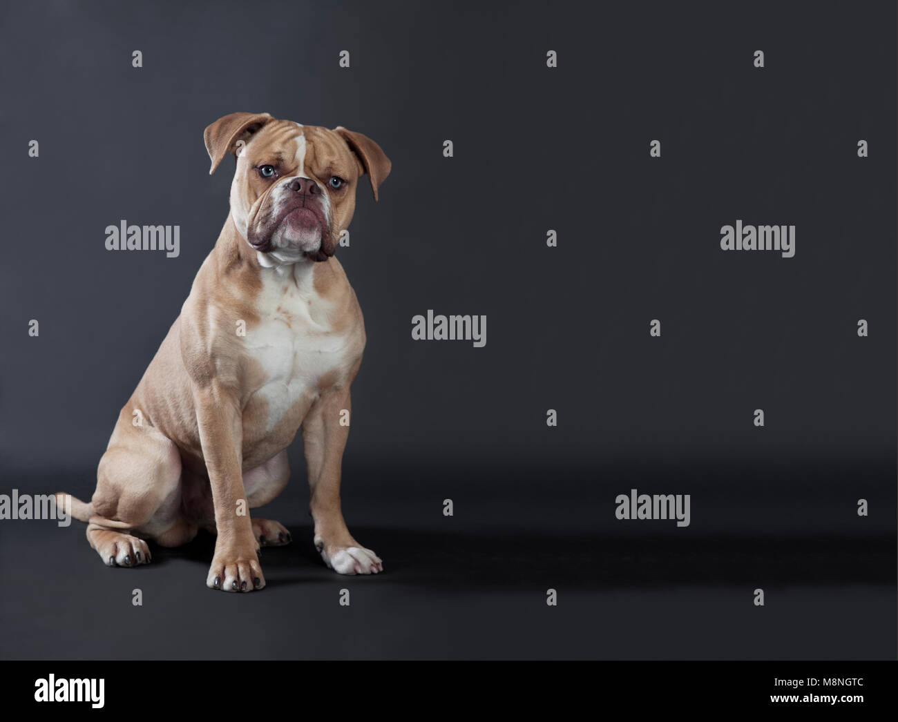 a young english bulldog from the front, dark background Stock Photo