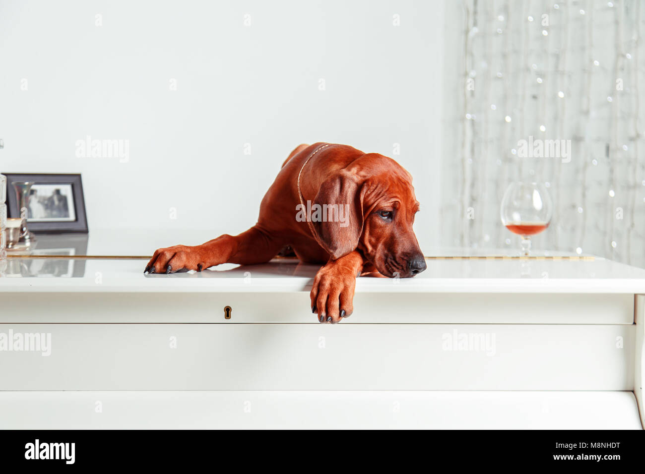 Grand puppy hi res stock photography and images Alamy