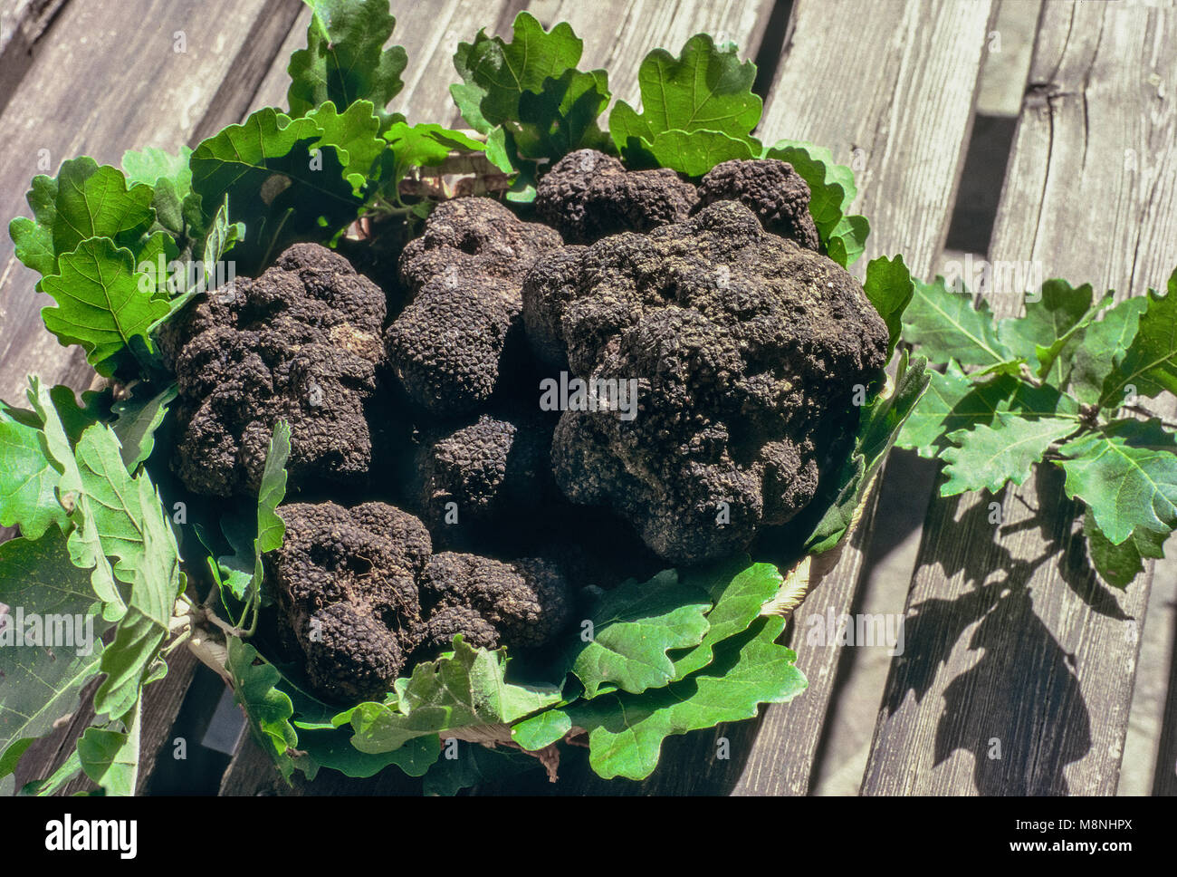 black truffles in basket Stock Photo