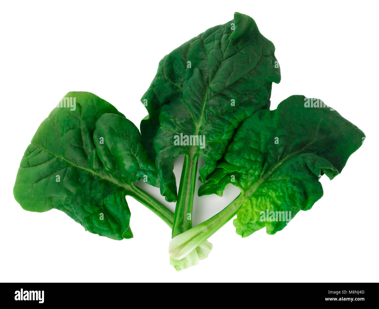 Green spinach leaves on isolated white background Stock Photo - Alamy