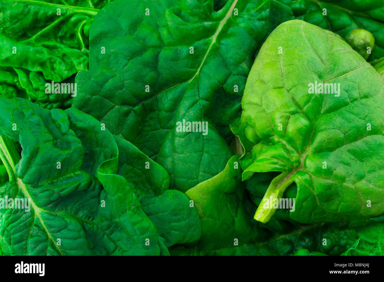 background texture fresh green spinach leaves close up Stock Photo - Alamy