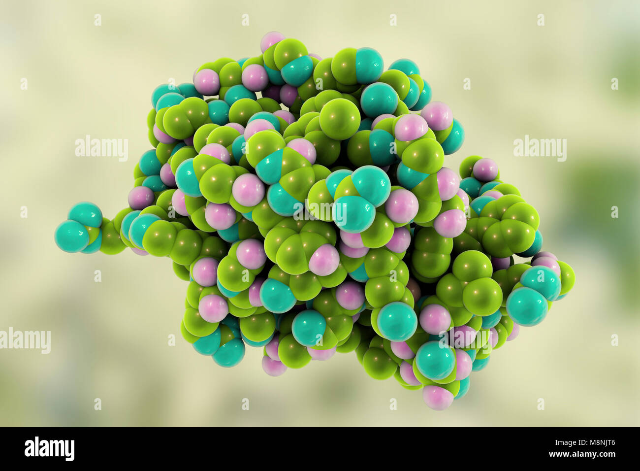 Lysozyme molecule, computer illustration. Lysozymes are enzymes found in a wide range of