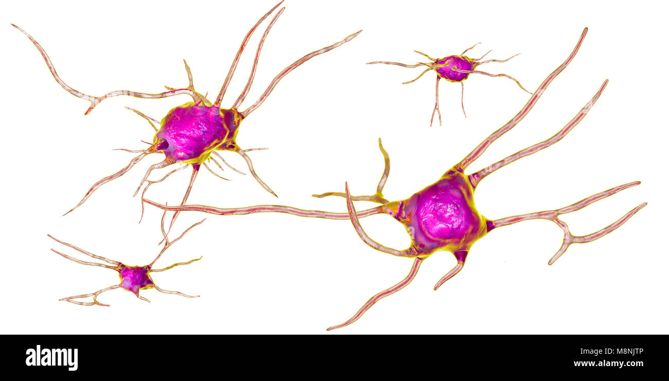 Nerve cells. Computer illustration of nerve cells, or neurons Stock ...