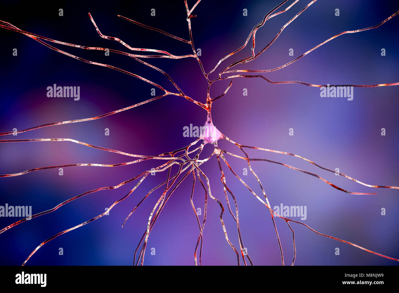 Nerve cells. Computer illustration of nerve cells, or neurons. Stock Photo