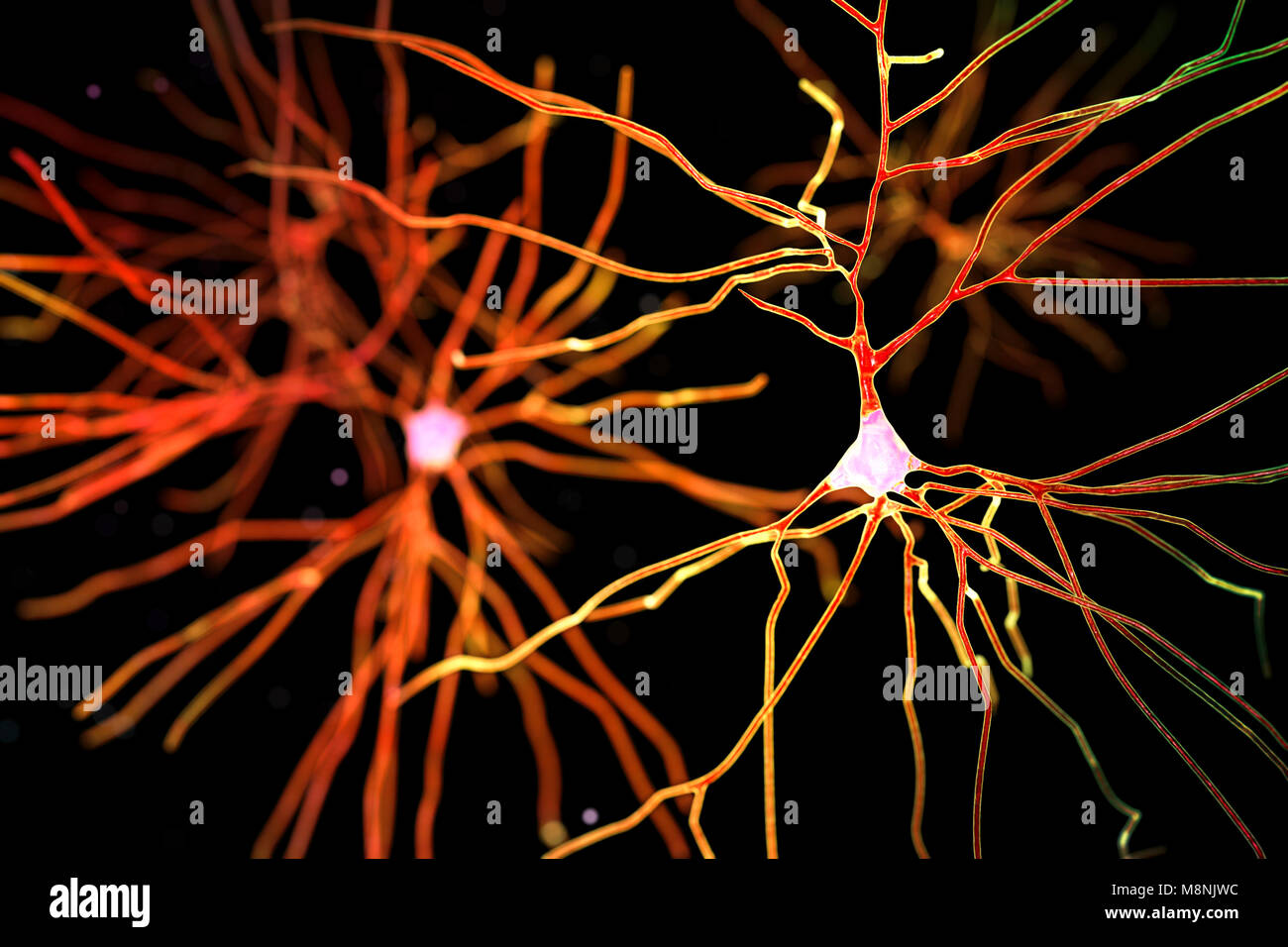 Nerve cells. Computer illustration of nerve cells, or neurons Stock ...