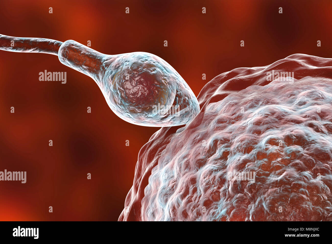 Human ovum, or egg, surrounded by numerous spermatozoa, computer illustration. In fertilisation, only a single sperm may successfully penetrate the ovum to fuse with the female nucleus. Barriers to be overcome include layers of follicular cells surrounding the ovum (corona radiata) and an underlying glycoprotein membrane, the zona pellucida. The membrane is digested by enzymes released from the acrosome, a cap on the head of the sperm: subsequent rapid chemical changes in the zona pellucida prevent competing sperm from entering. Stock Photo