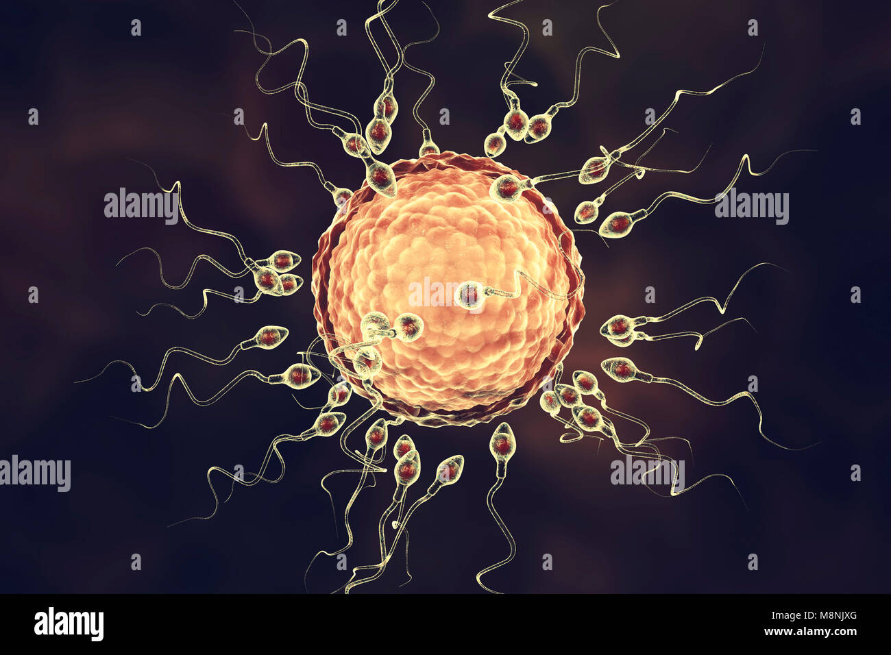 Human ovum, or egg, surrounded by numerous spermatozoa, computer illustration. In fertilisation, only a single sperm may successfully penetrate the ovum to fuse with the female nucleus. Barriers to be overcome include layers of follicular cells surrounding the ovum (corona radiata) and an underlying glycoprotein membrane, the zona pellucida. The membrane is digested by enzymes released from the acrosome, a cap on the head of the sperm: subsequent rapid chemical changes in the zona pellucida prevent competing sperm from entering. Stock Photo