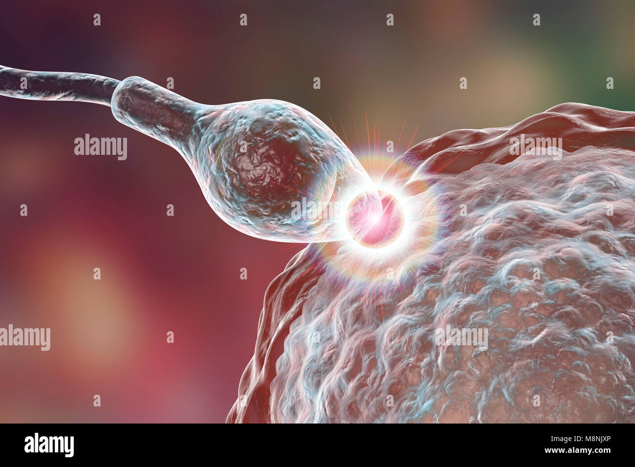 Sperm fertilizing egg, computer illustration. The sperm has an oval head and a hair-like tail which it beats with a whiplash motion to swim. The human female usually produces a single large egg from the ovary, while the male releases some 300 million much smaller sperm. The sperm travel through the uterus (womb) and up the fallopian tubes to reach the egg. The sperm must penetrate a thick layer around the egg; this penetration is aided by enzymes contained in the sperm's head. Only one sperm can fuse with the egg nucleus. Fertilisation enables male and female genetic material to be shared. Stock Photo