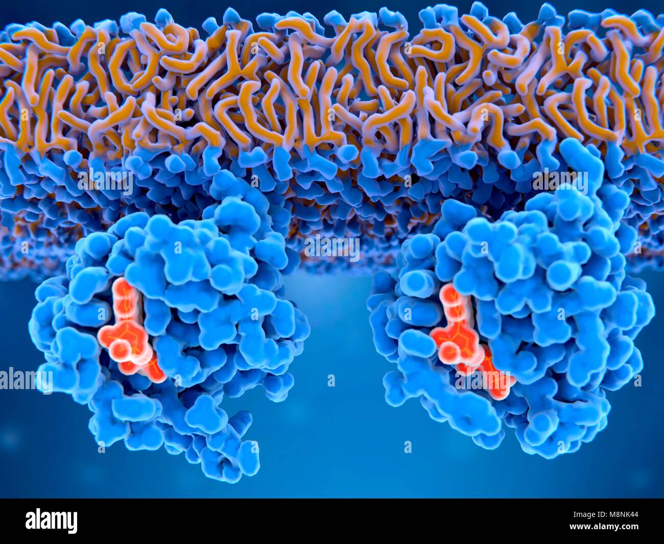 Inactive (left) and active (right) Ras proteins, illustration. Inactive Ras proteins have GDP (guanine diphosphate, orange) bound to their active site, while active Ras proteins have GTP (guanine triphosphate, orange) bound to their active site. Ras proteins are involved in transmitting signals within cells, turning on genes involved in cell growth, differentiation and survival. Mutations in ras genes can lead to permanently activated proteins causing cells to subdivide without control, often leading to cancer. Stock Photo