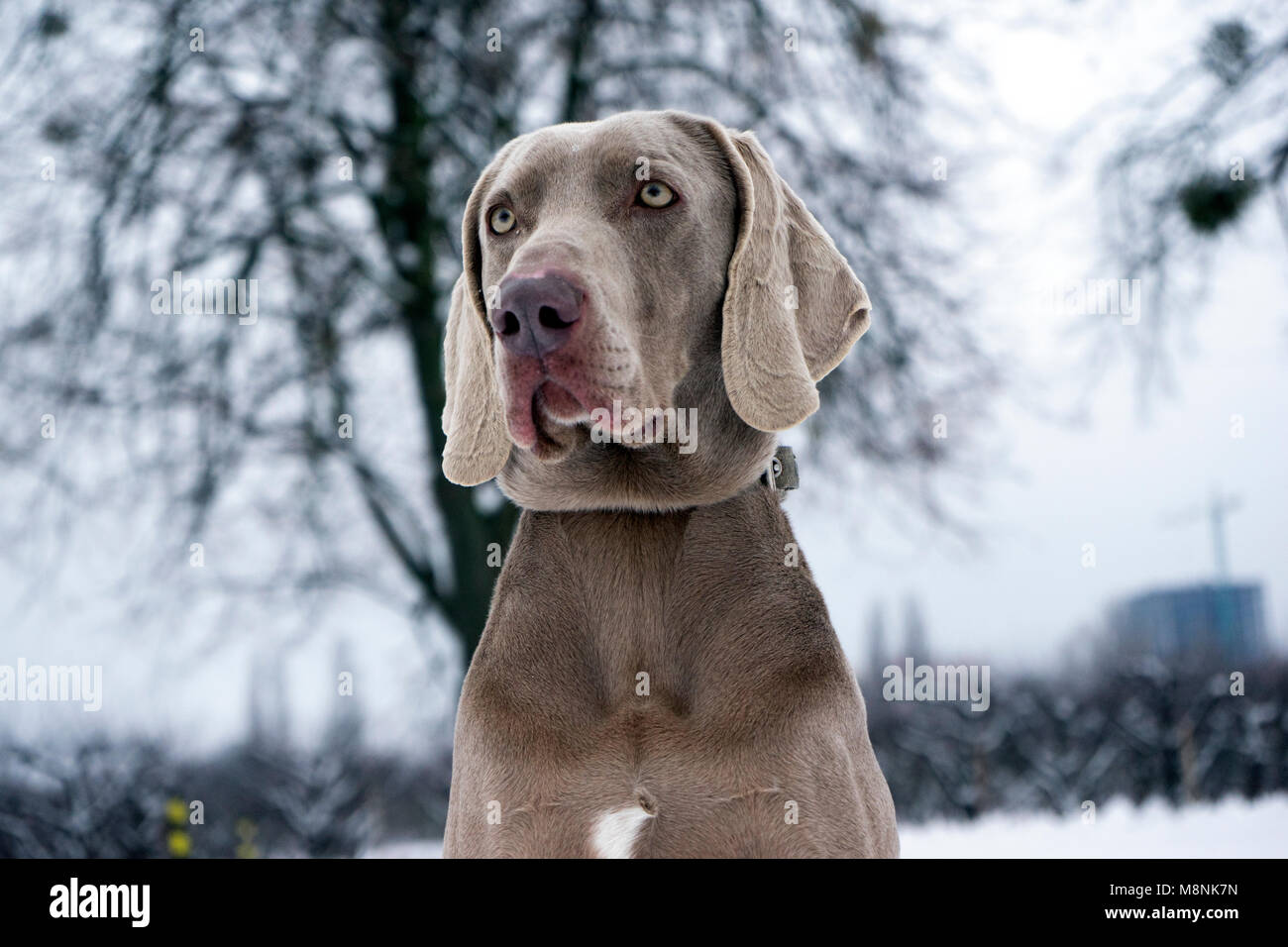 Grey dog with green eyes sales