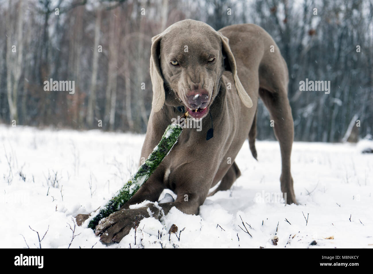 Grey weimaraner dog laying down, facing camera, chewing wooden stick, on winter forest background Stock Photo