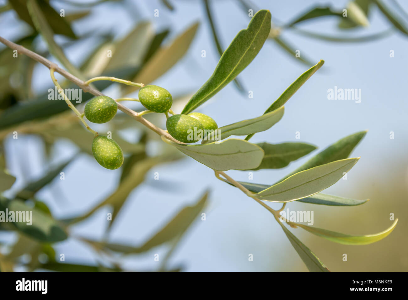 Close up of a branch of an olive tree with fruits Stock Photo - Alamy