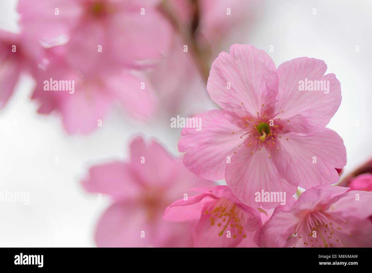 Macro texture of Japanese Pink Cherry Blossoms Stock Photo - Alamy