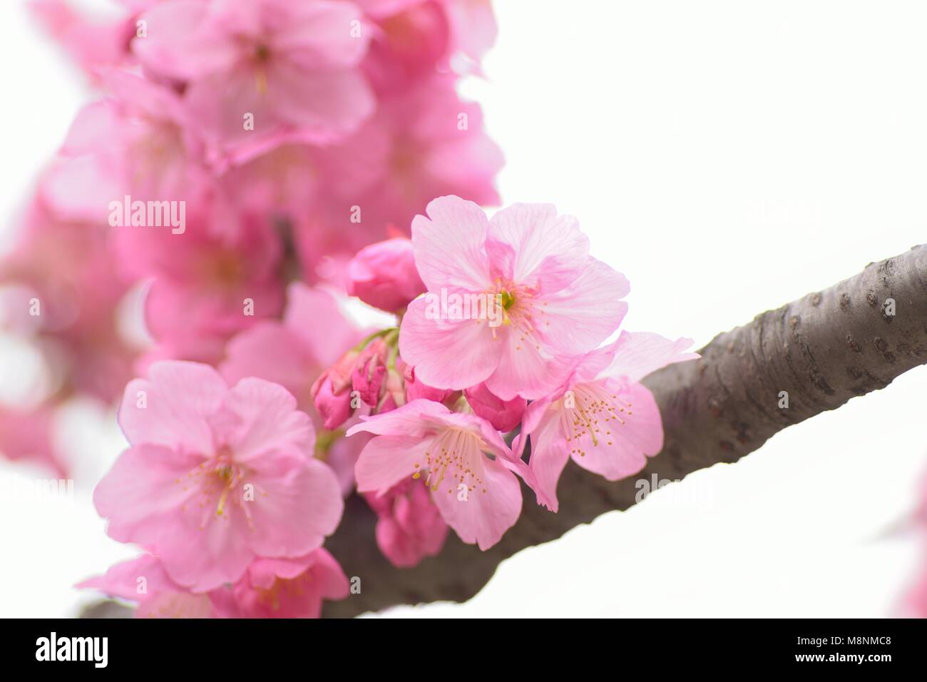 Macro texture of Japanese Pink Cherry Blossoms Stock Photo - Alamy