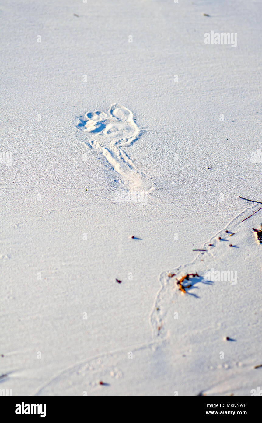 the footprint of a barefoot human foot in the sea, on a tropical beach, long shadows from red algae and pebbles Stock Photo