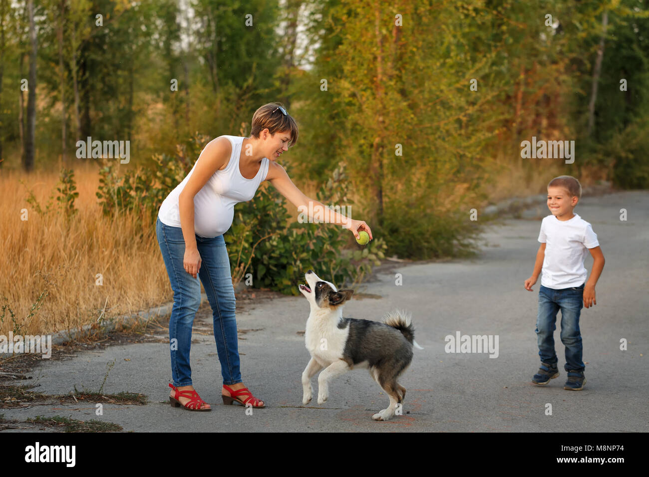 Family time. A pregnant mother and son play with a pet dog. Pedigree dog Yakut Husky. Stock Photo
