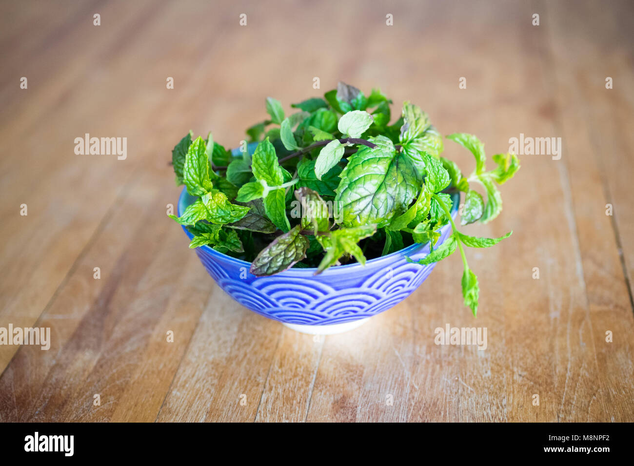 A bowl of freshly harvested peppermint leaves (Mentha × piperita) Stock Photo