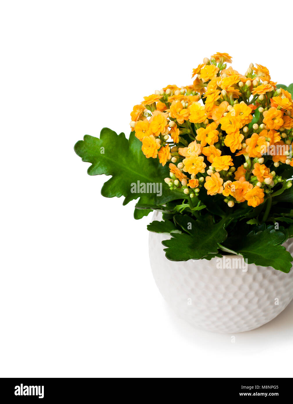 Yellow flaming katy hires stock photography and images Alamy