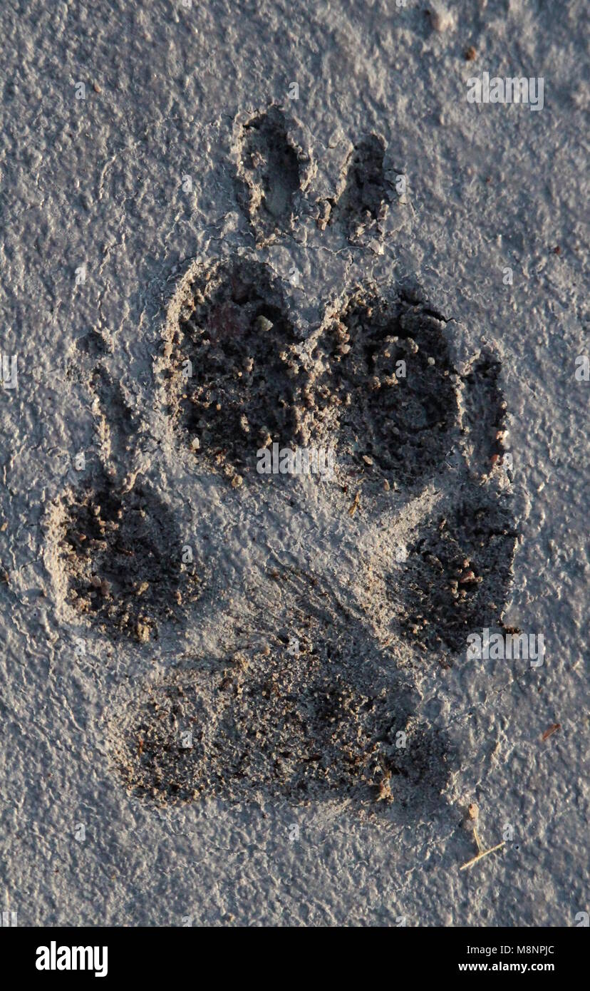 Dog Foot Prints In Concrete High Resolution Stock Photography and