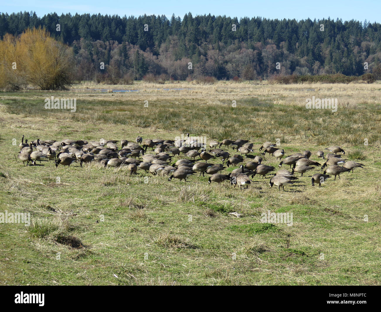 Large group of cackling geese (Branta hutchinsii) seen in Billy Frank Jr. Nisqually National Wildlife Refuge Stock Photo