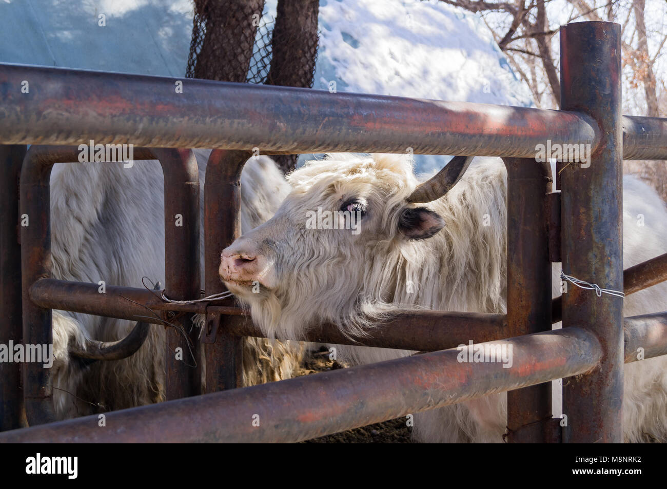 White yak in the zoo of the Chinese city of Yanjixi, Jilin Province Stock Photo