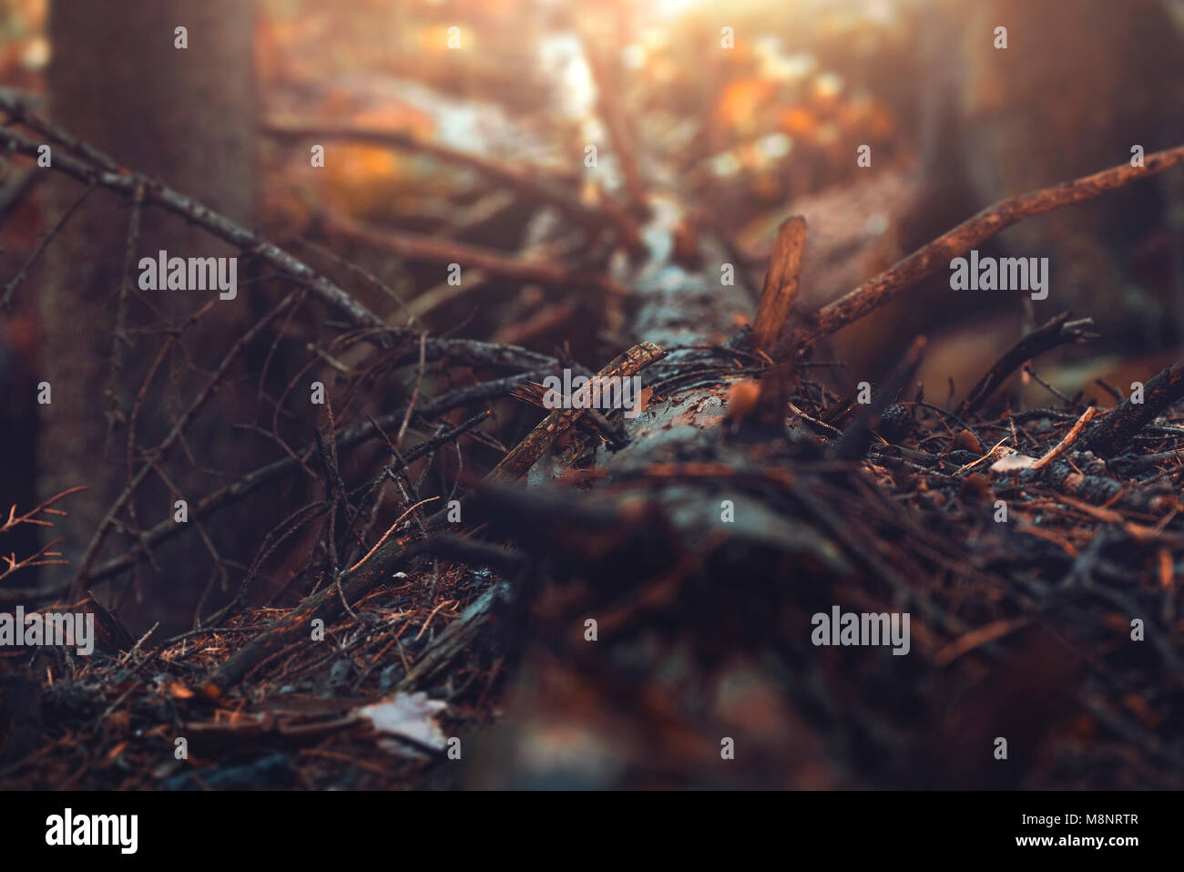 Rotting old spruce tree on the ground in the forest, autumn day Stock