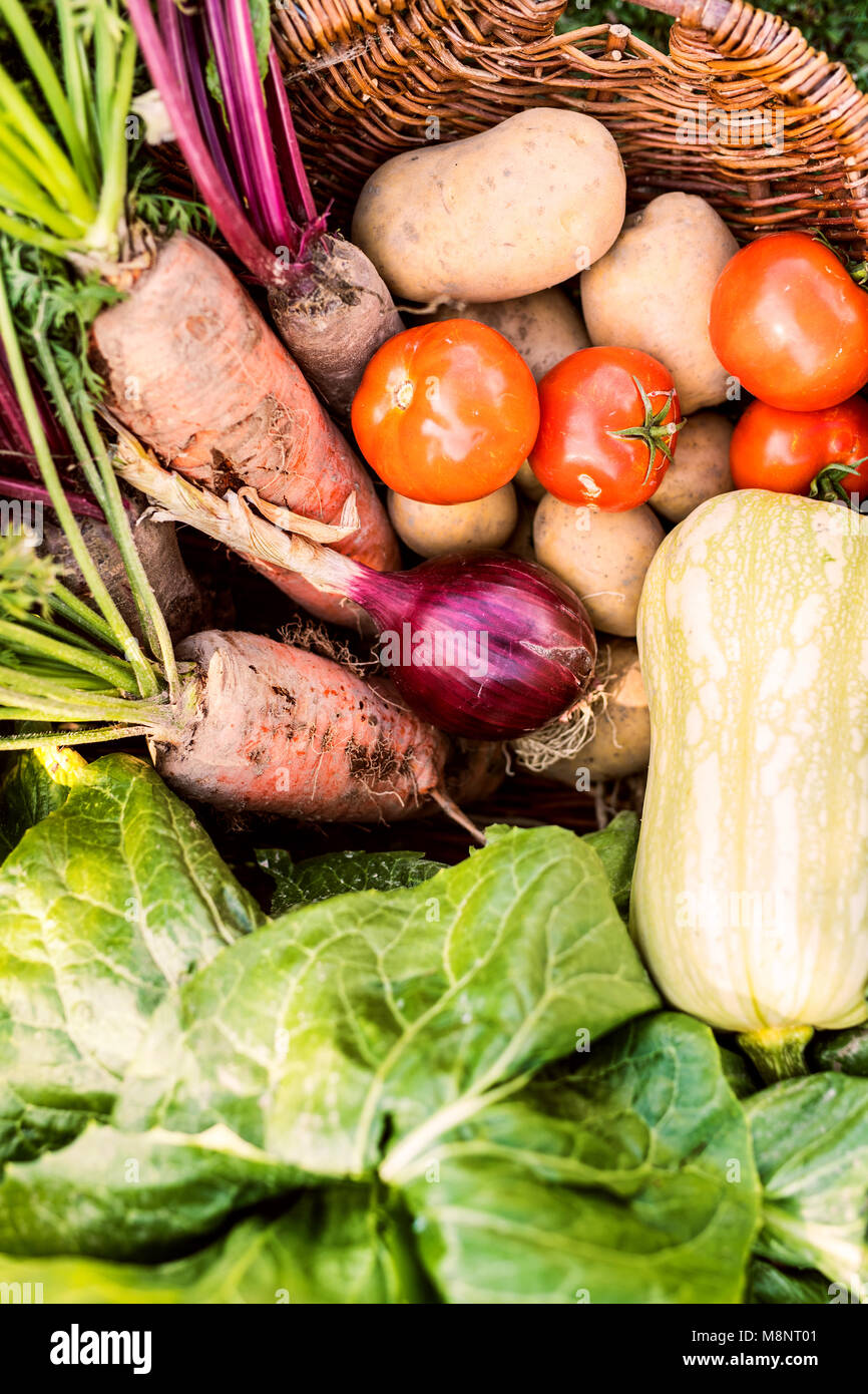 Basket full of vegetables in the backyard garden Stock Photo - Alamy