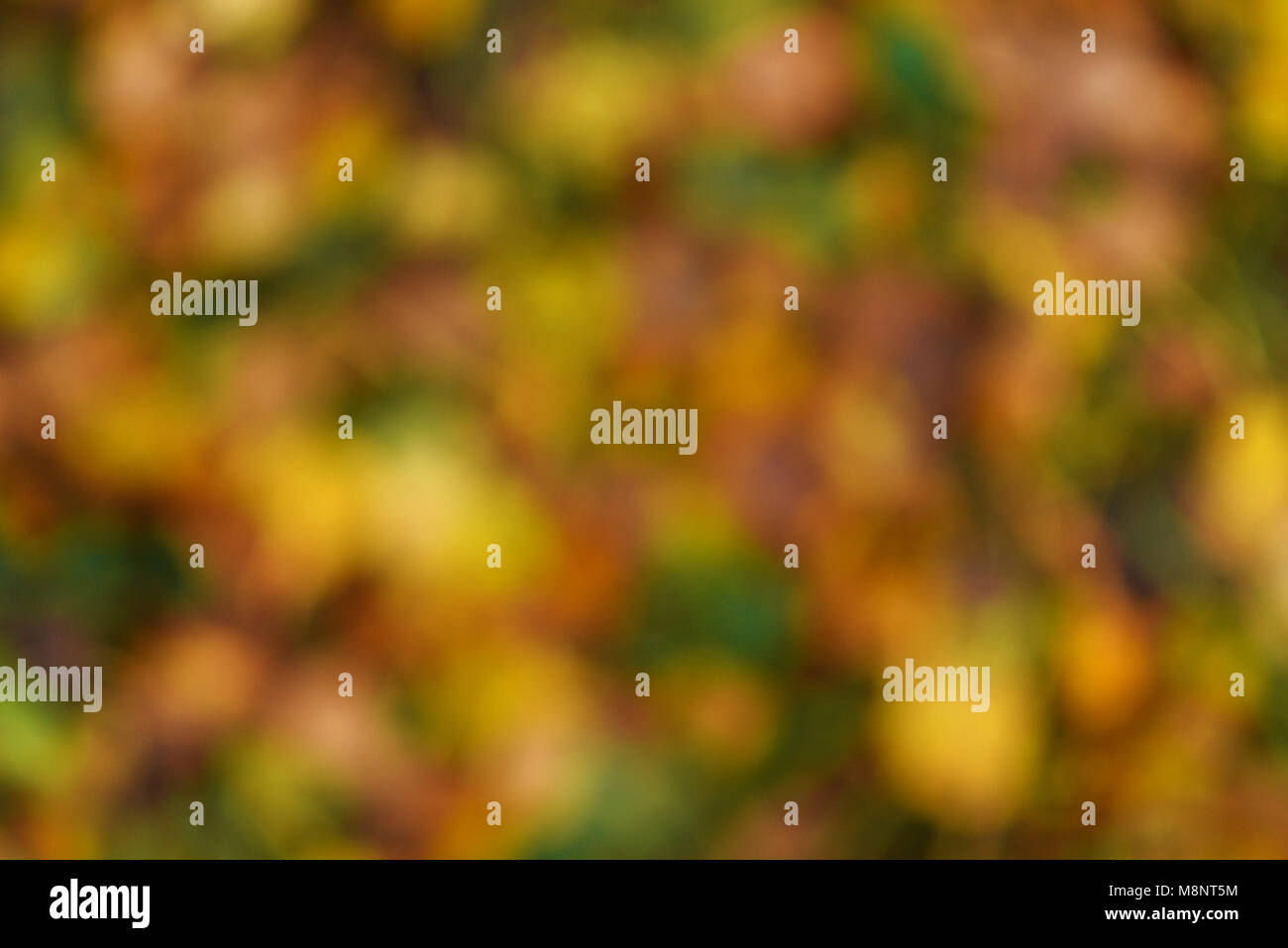 The leaves in the autumn Park day Stock Photo - Alamy