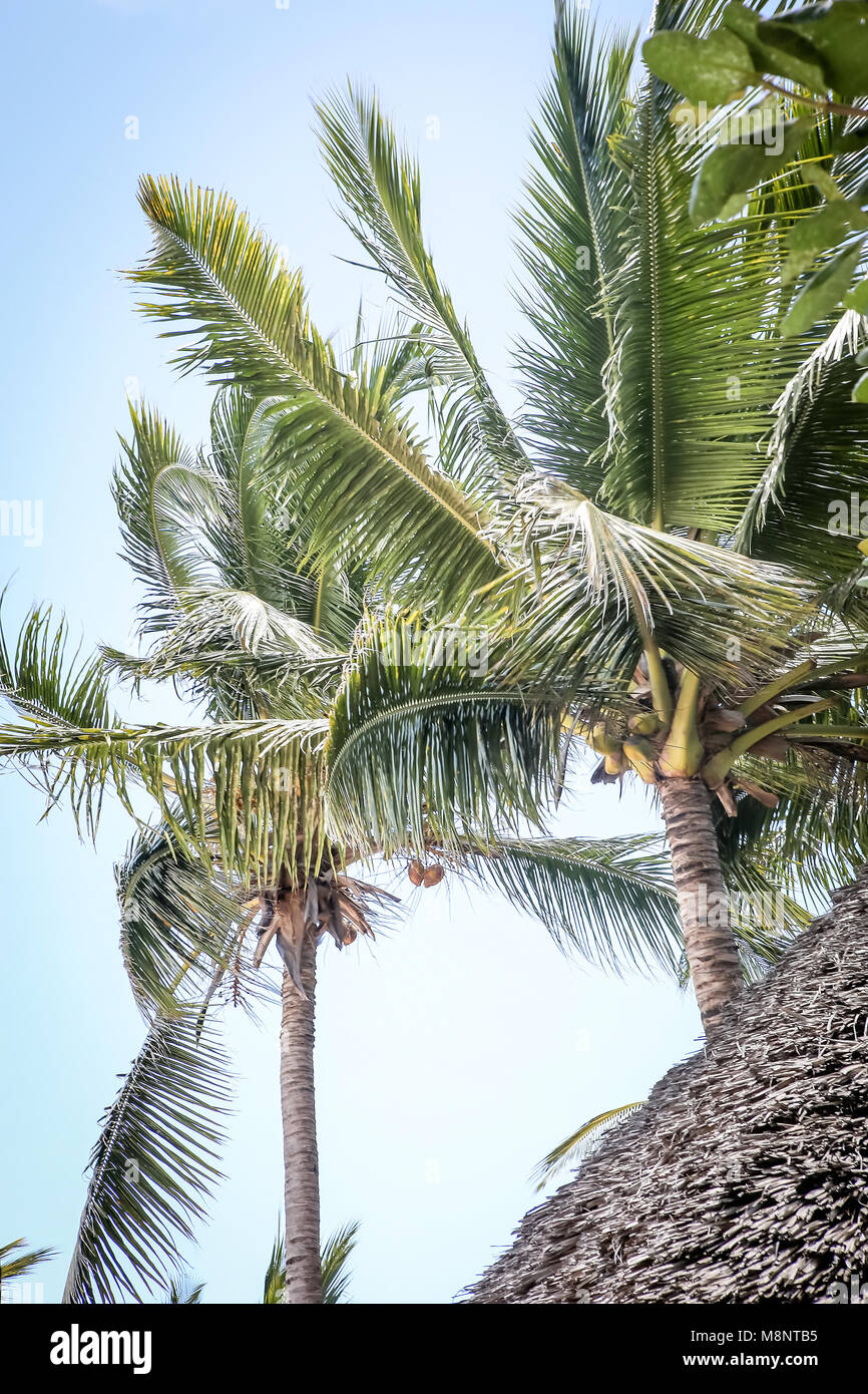 Hot tropics hi-res stock photography and images - Alamy