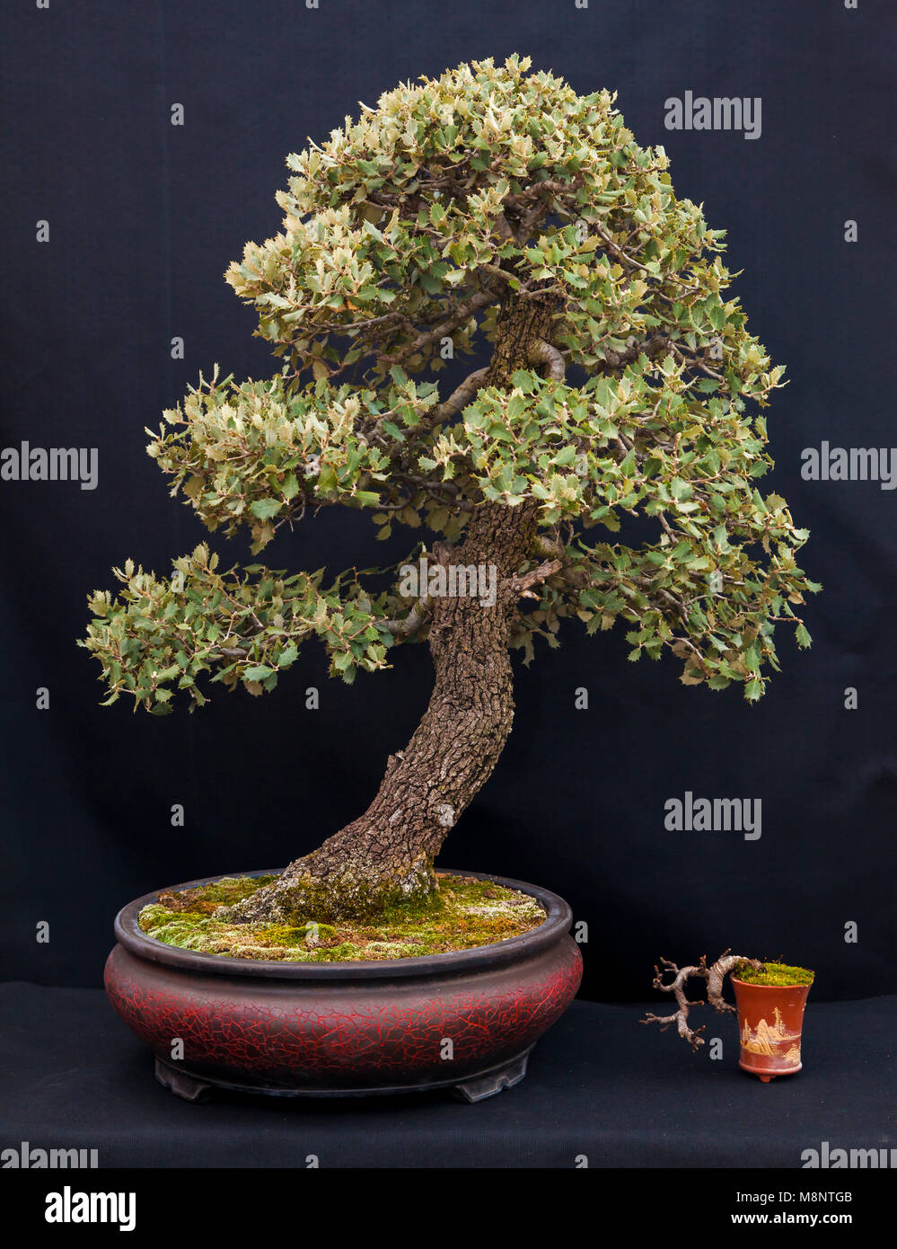 Artist bonsai master hires stock photography and images Alamy