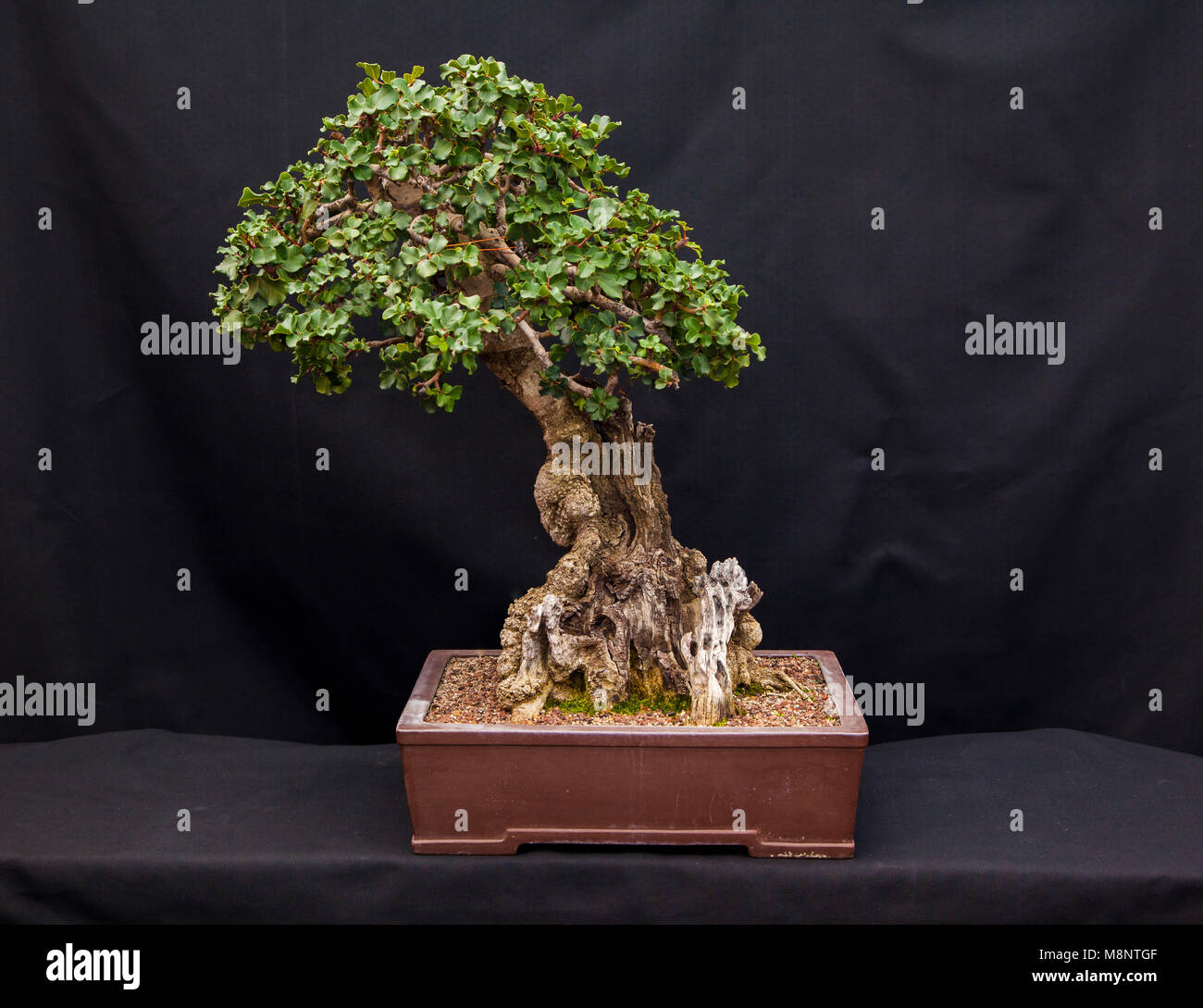 Bonsai display table hires stock photography and images Alamy