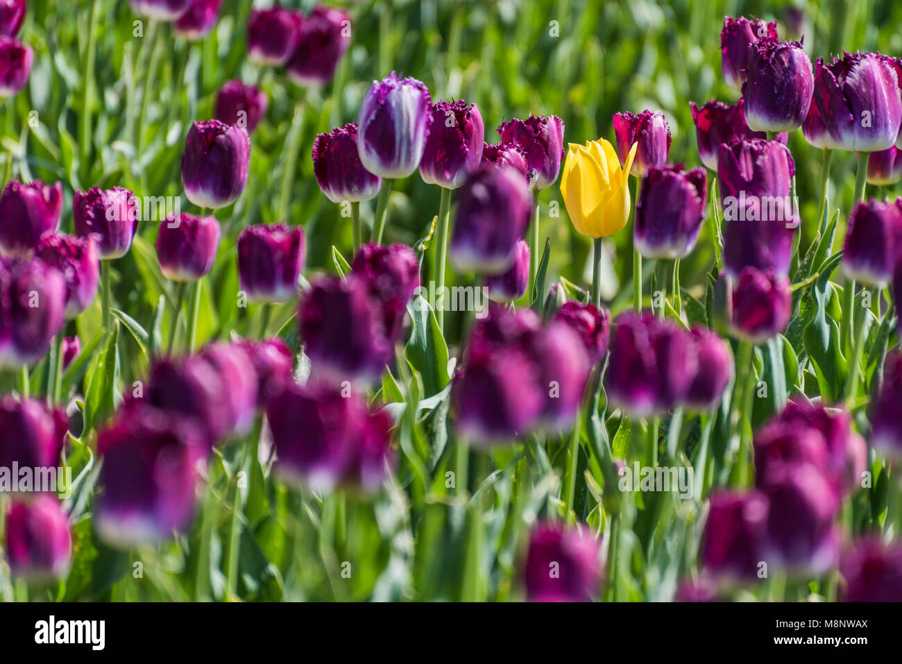 A single yellow tulip is standing in a field of purple tulips in full bloom. The contrast of color makes the yellow tulip stand out against the purple Stock Photo