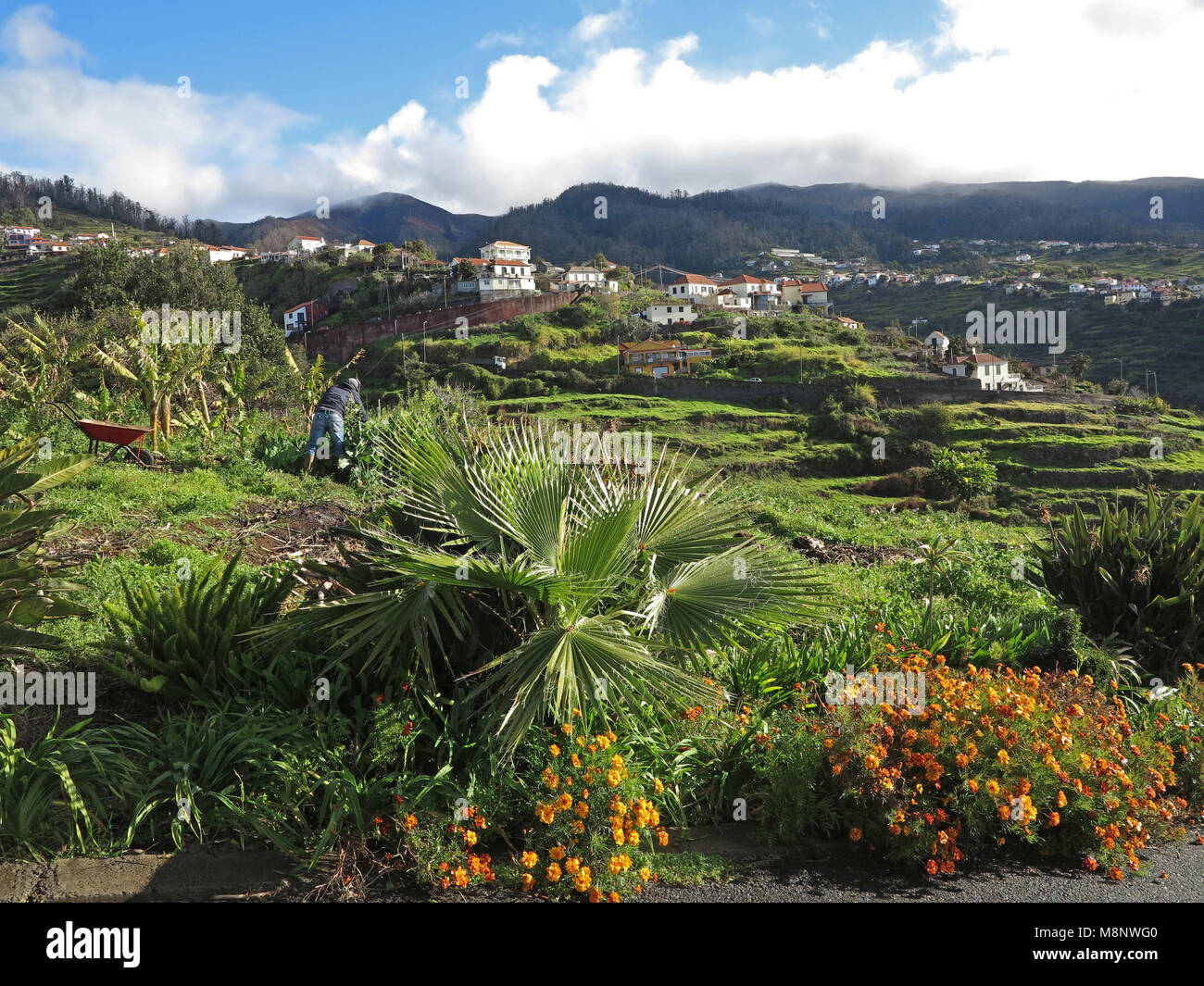 A fertile terraced landscape in the southwest of the island of Madeira