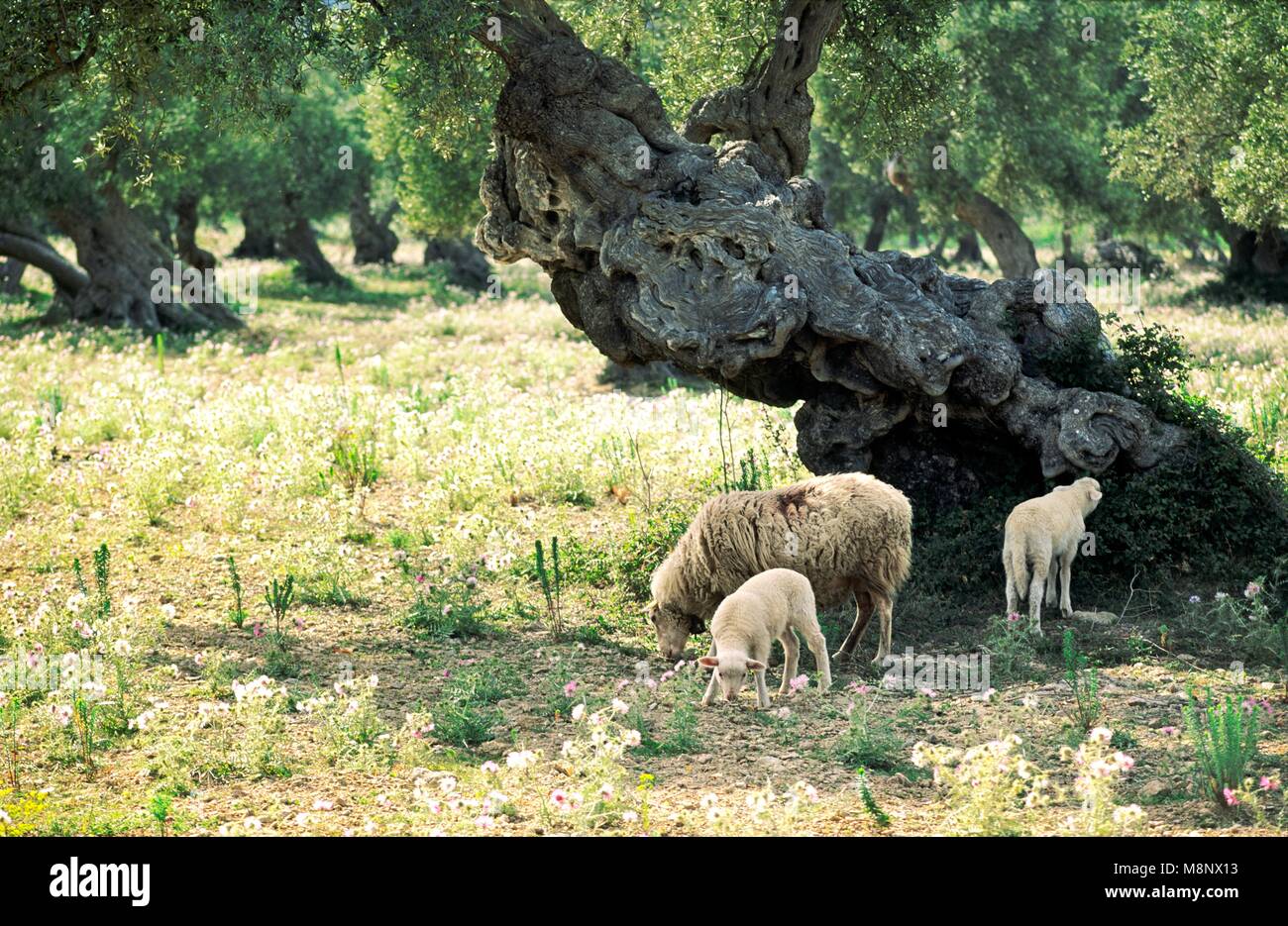 Mallorca Majorca Spain Balearic Islands Baleares sheep lamb grazing in ancient olive grove landscape meadow. Summer flowers Stock Photo