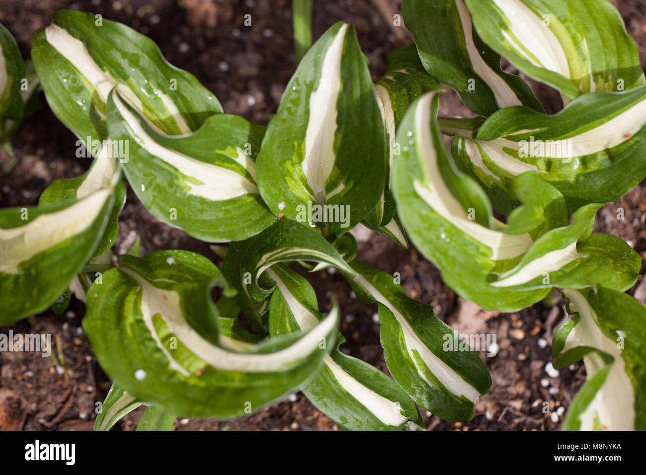 Hosta Fortunei High Resolution Stock Photography And Images Alamy