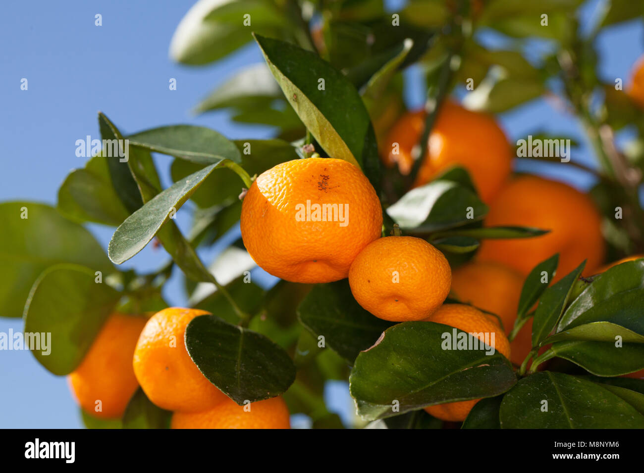 Calamondin Orange, Kalamondin (Citrofortunella microcarpa) Stock Photo