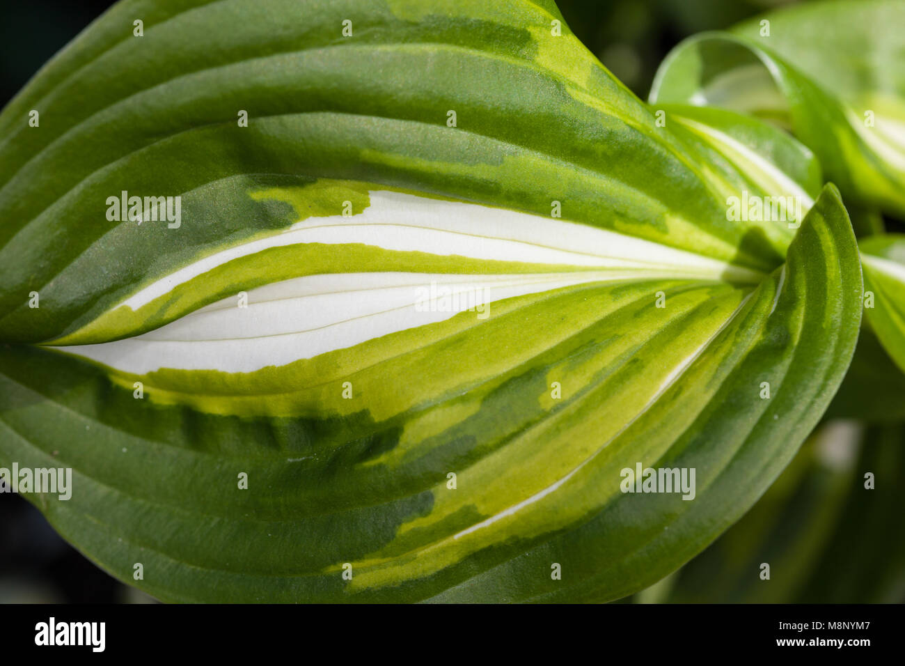 Hosta Fortunei High Resolution Stock Photography And Images Alamy Hosta Fortunei High Resolution Stock Photography And Images Alamy