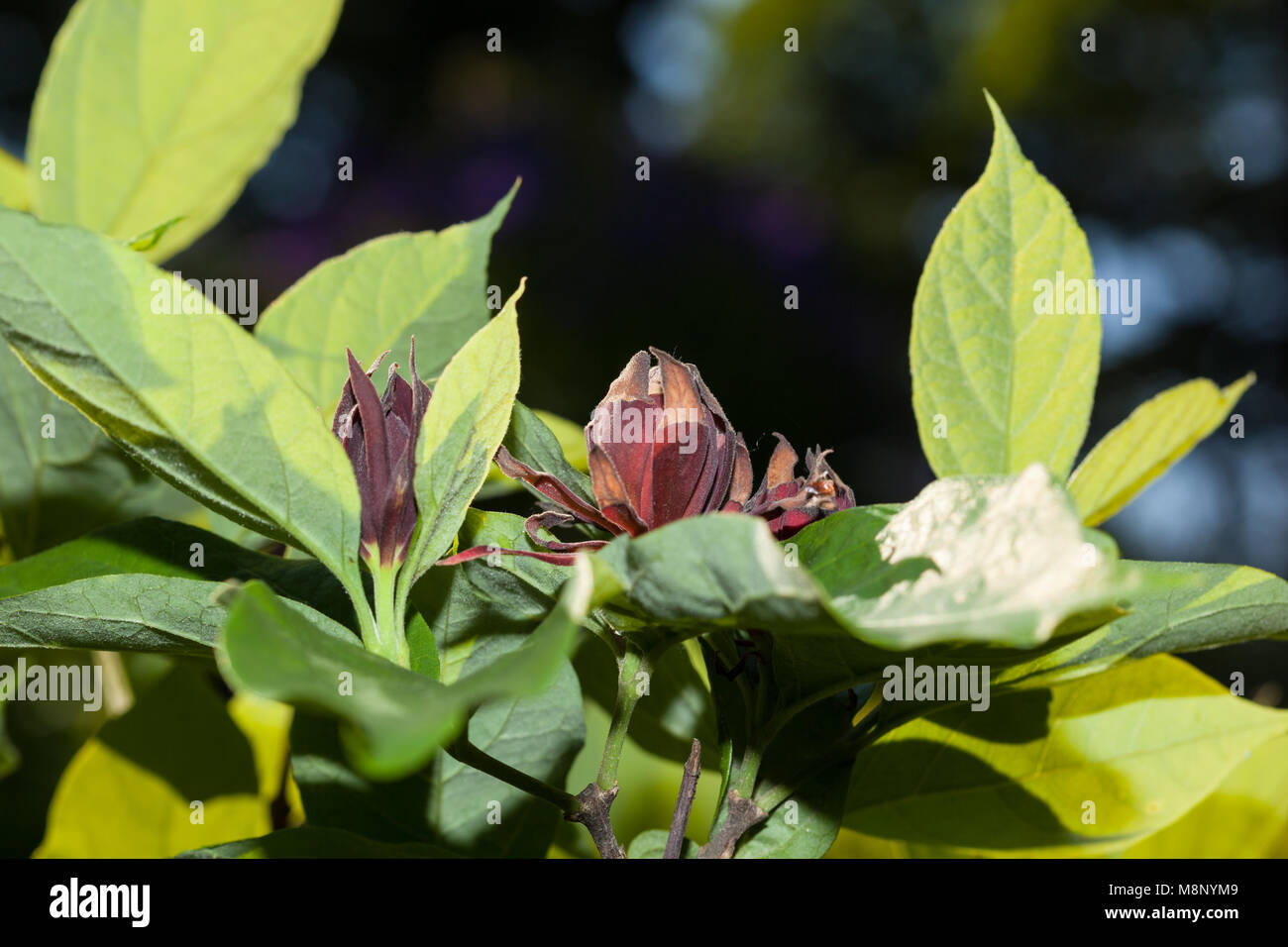 Carolina Sweetshrub, Hårig kryddbuske (Calycanthus floridus) Stock Photo