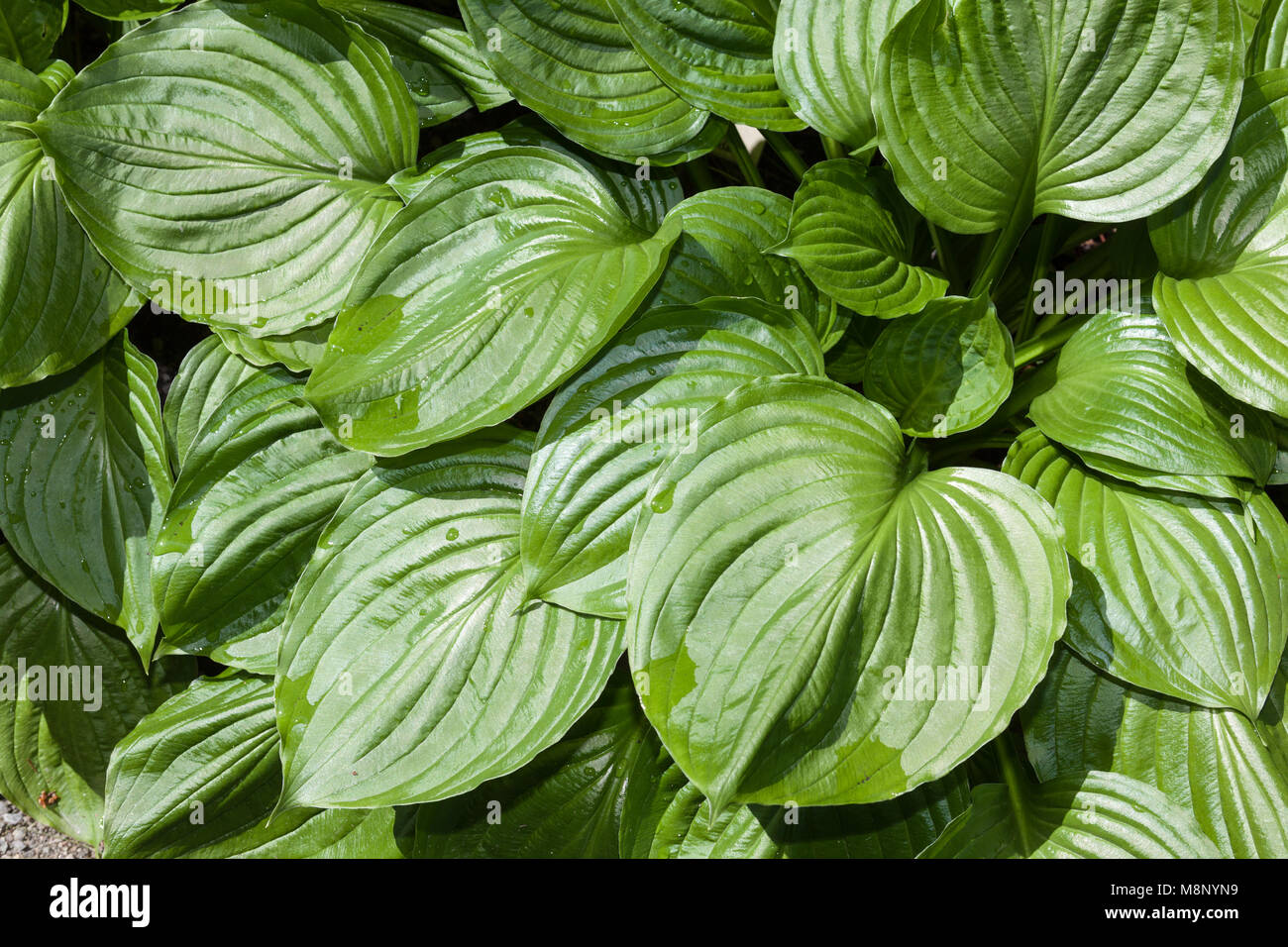 Blue Plantain-lily, Klockfunkia (Hosta ventricosa) Stock Photo
