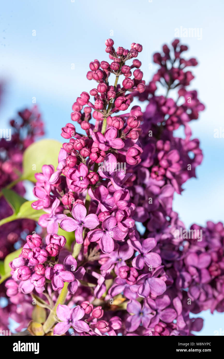 'Andenken an Ludwig Späth' Common Lilac, Bondsyren (Syringa vulgaris) Stock Photo