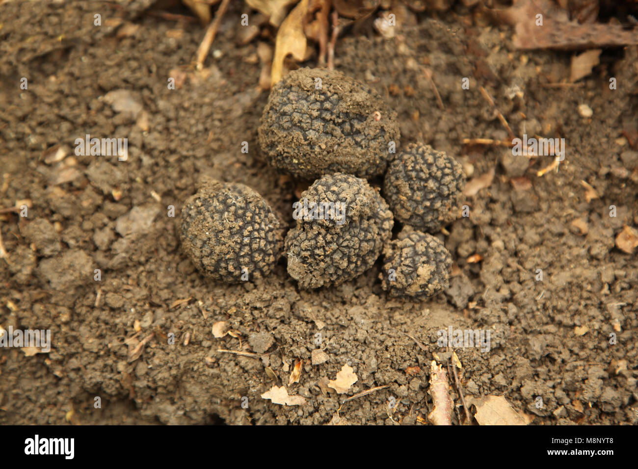 Truffles in the forest Stock Photo Alamy