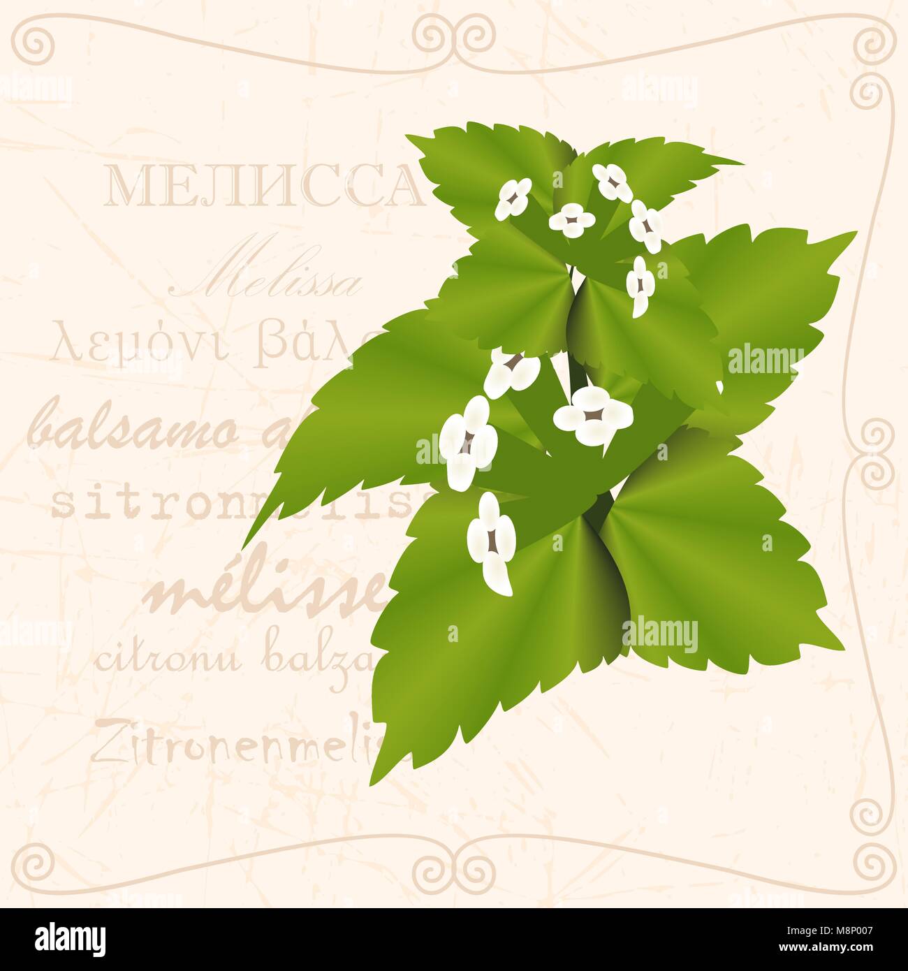 Herbs vector vectors hi-res stock photography and images - Alamy