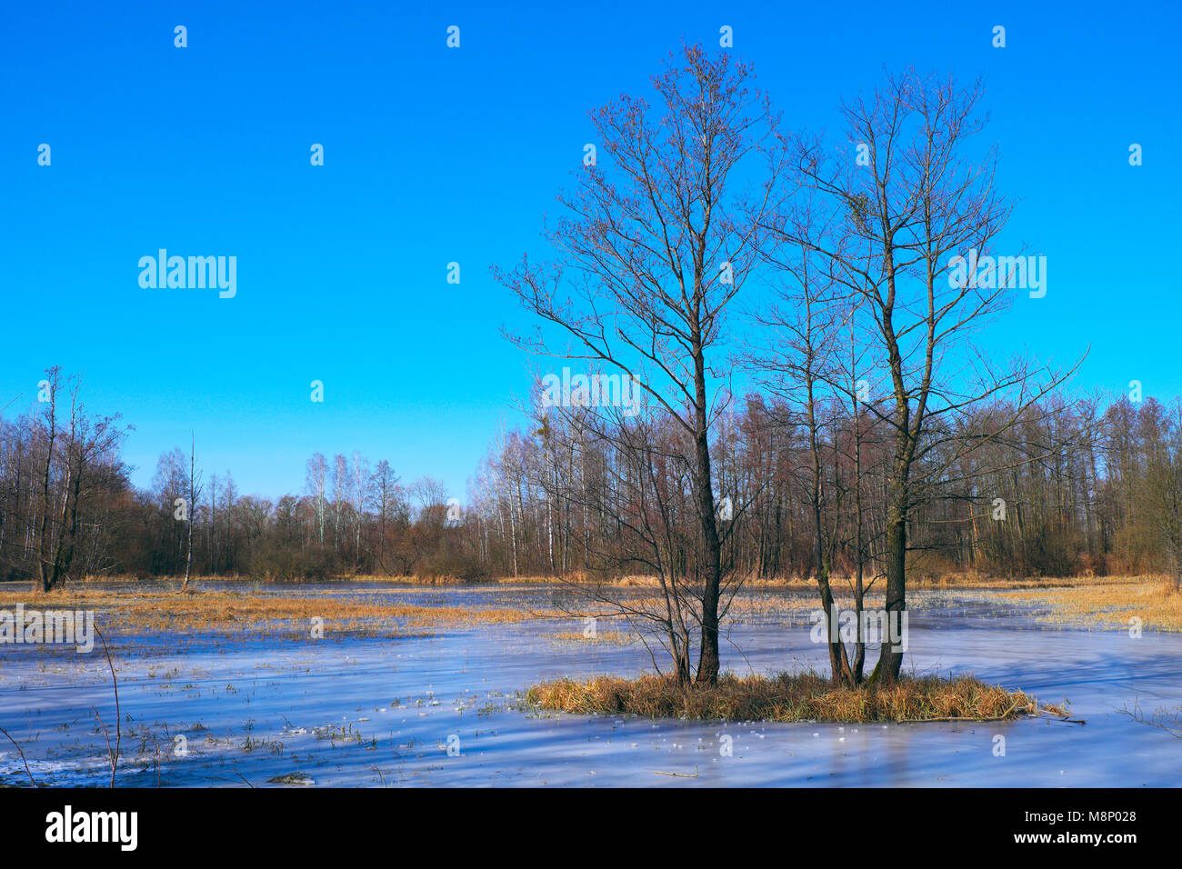 Panoramic view of flooded and frozen grassy forest meadows in early spring season in central Poland mazovian plateaus near Warsaw Stock Photo