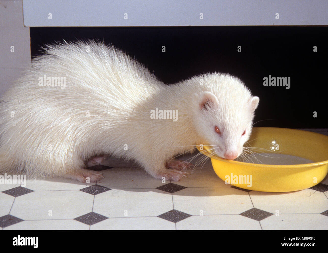 Ferret drinking hi res stock photography and images Alamy