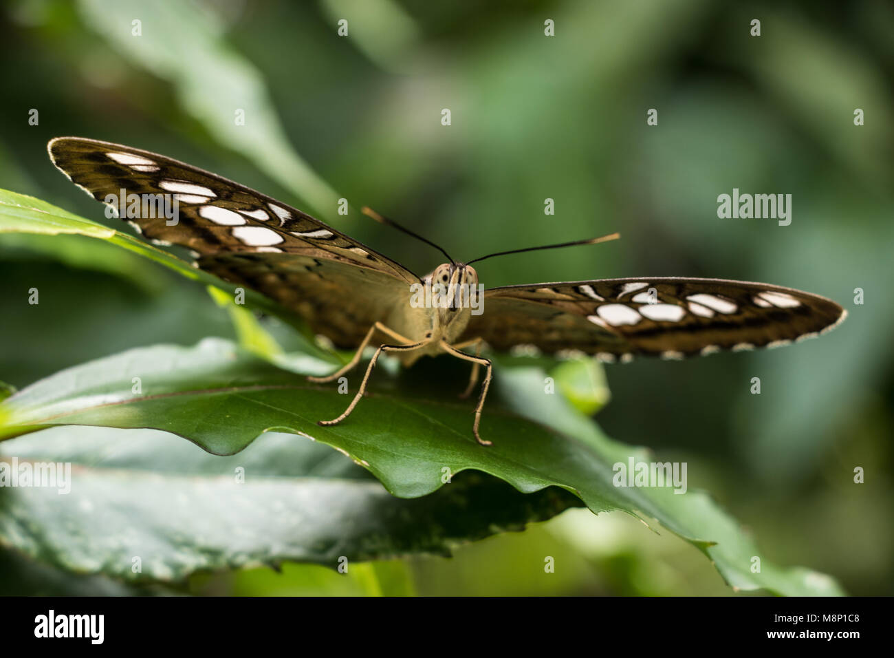 Maaliayh papillion hi-res stock photography and images - Alamy